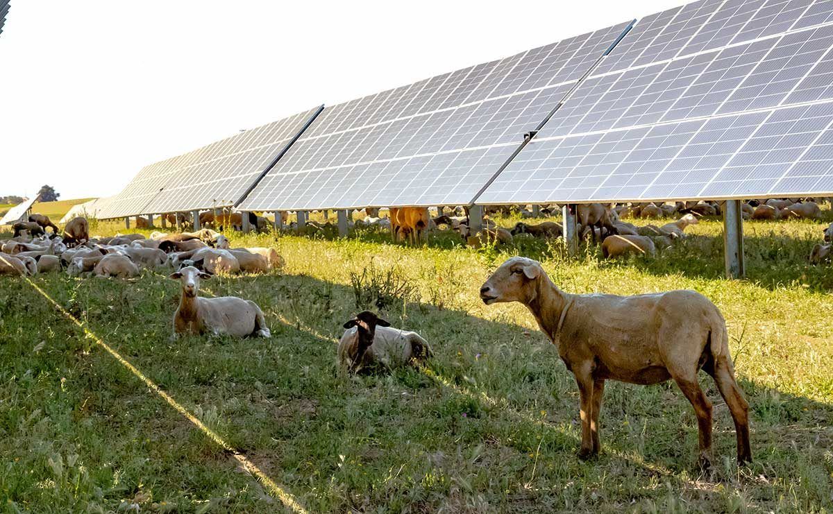 Solar grazing: the integration of solar power plants in rural environments